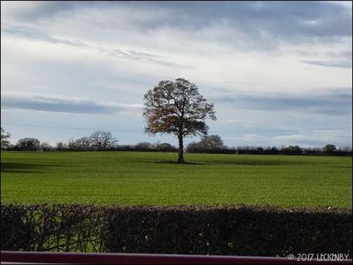Lonely tree P1180032sm