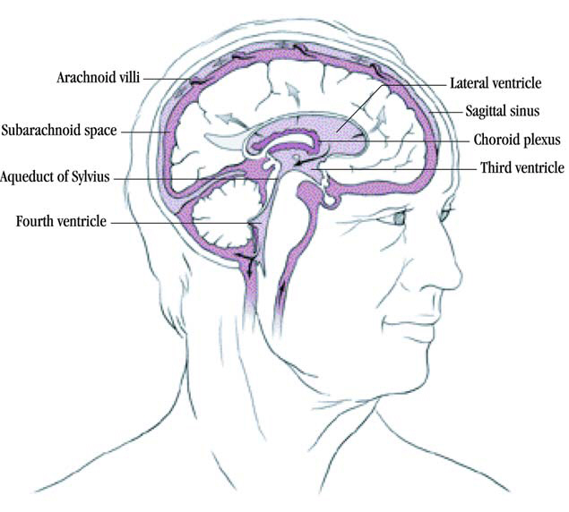 Brain Ventricles2