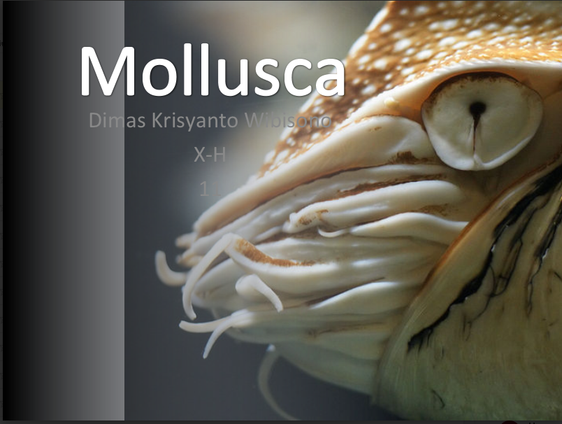 globespotes Download Persentasi Mengenai Mollusca