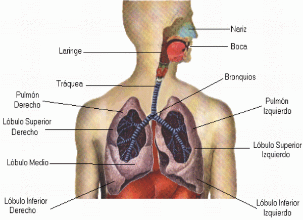 cuerpo humano organos. cuerpo humano organos. cuerpo