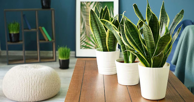 Best Low Maintenance Indoor Plants Air Purifying