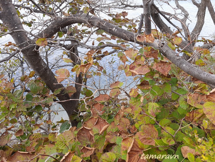 Липа маньчжурская (Tilia mandshurica)