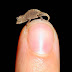 Here Are The 24 Tiniest Animals In The World. Number 13 Is So Adorable I Could Scream.