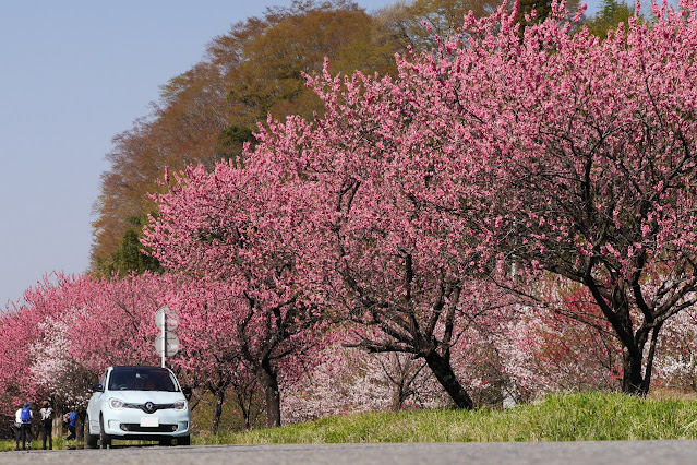 Twingo