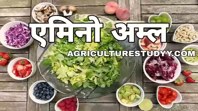 ऐमिनो अम्ल क्या है, amino acid in hindi, आवश्यक ऐमिनो अम्ल क्या है, ऐमिनो अम्ल की परिभाषा, ऐमिनो अम्लों का वर्गीकरण, ऐमिनो अम्ल का महत्व