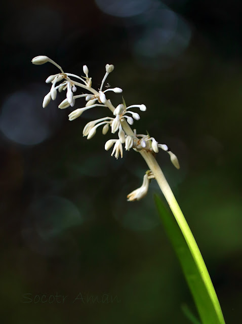 Ophiopogon jaburan