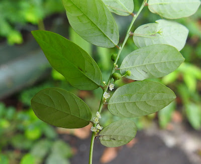 五蕊油柑的花