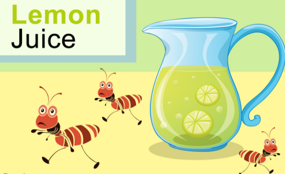 How To Get Rid Of Ants With Lemon Once And For All!