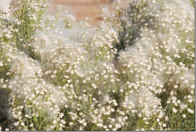 12-01-12 A Walk in the Desert 028