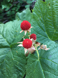 Rubus parviflorus