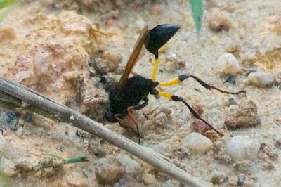 Mud dauber wasp (Sceliphron sp.)