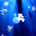 Bioluminosence chemical reaction