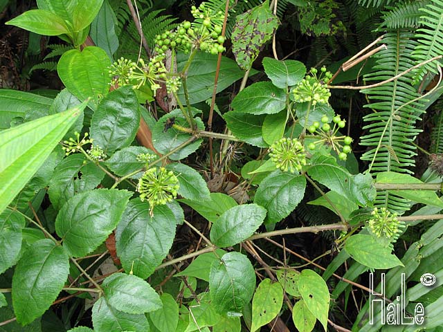 Cây Ngũ Gia Bì Gai -  Acanthopanax aculeatus - Nguyên liệu làm thuốc Chữa Bệnh Tiêu Hóa