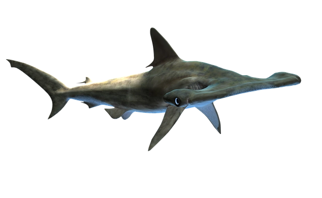shark facts and information