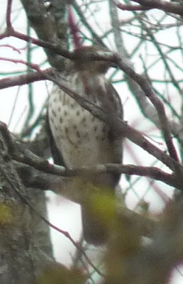 red-tailed hawk