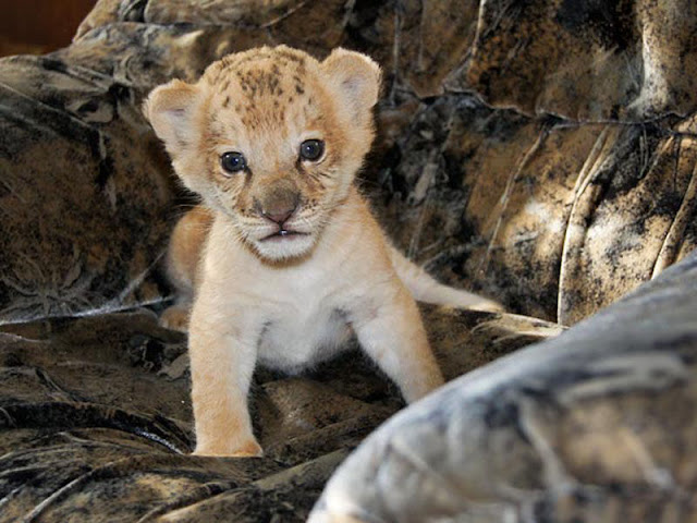 Kiara is the world's first liliger, liliger cat, hybrid animals