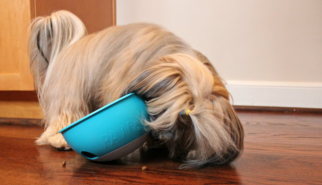 PAW5 puzzle feeder makes mealtime fun for dogs