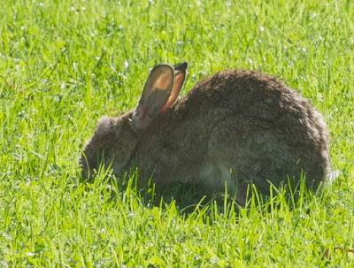 European Rabbit (Oryctolagus cuniculus)