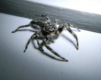 Michigan Spiders - Jumping Spider-2