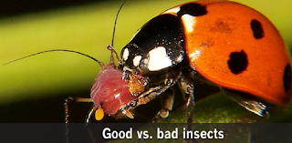 Find great bugs that battle with terrible bugs