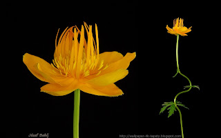 http://wallpaper-4k-tapety.blogspot.com/2015/02/penik-chinski-trollius-chinensis-golden.html