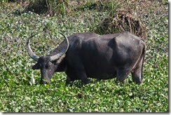 Water Buffalo