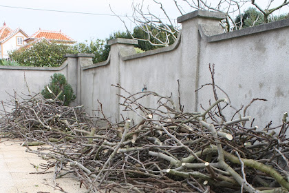 pruning fig trees in south africa