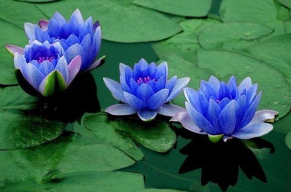 clip_image001