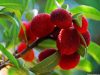 Bayberry fruit images wallpaper