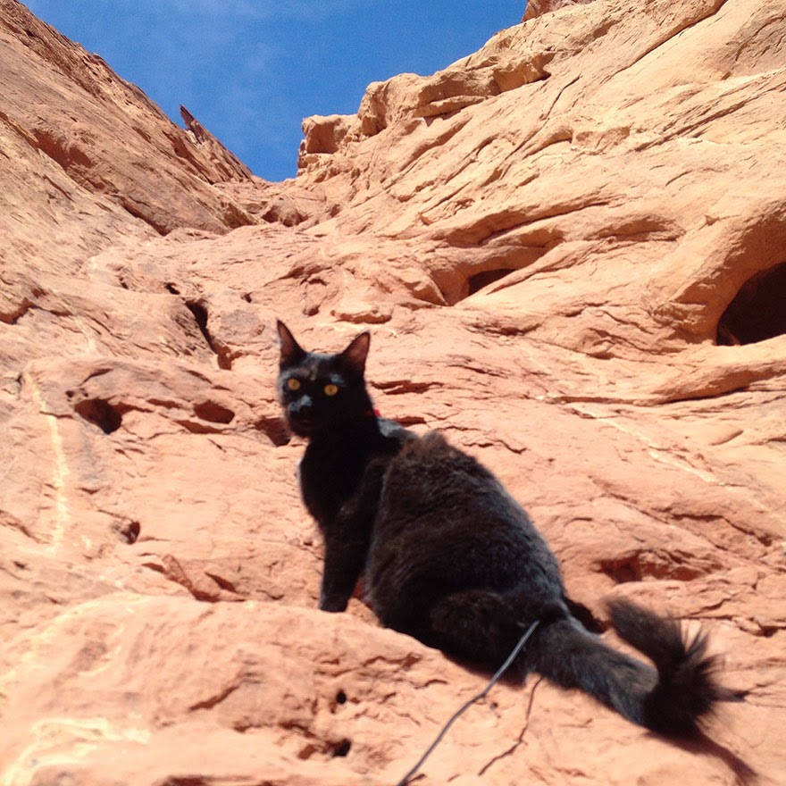 “Whether she’s following me or I’m following her I generally just stay close enough to rescue her from trouble. I love that little furball and I’d be traumatized if something bad happened, so I stay close.” - My Adopted Cat Is The Best Climbing Partner Ever