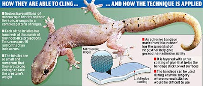 Bandage That Mimics Lizard's Power to Cling