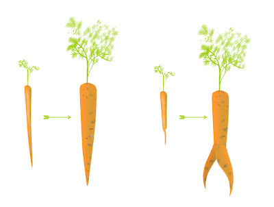 diagram of carrot roots