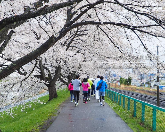 日帰りで宮城の一目千本桜を見に行ってきた