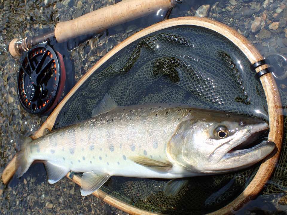 Teton Tenkara: Gamakatsu MultiFlex Suimu 5.0 EX - The King of