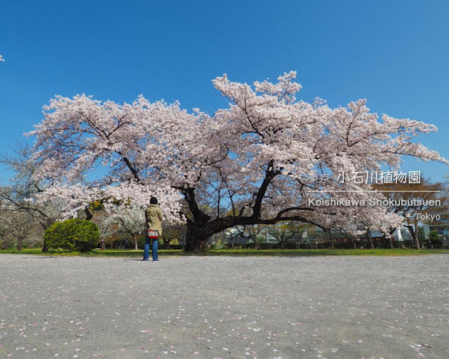 小石川植物園の桜