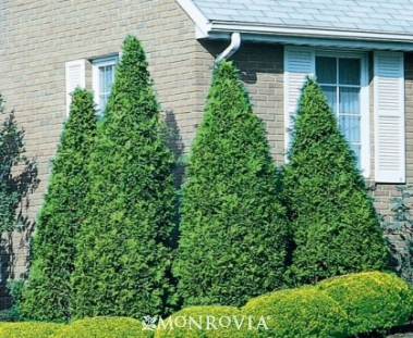 Arborvitae Species6