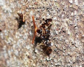 Hammerhead Fly