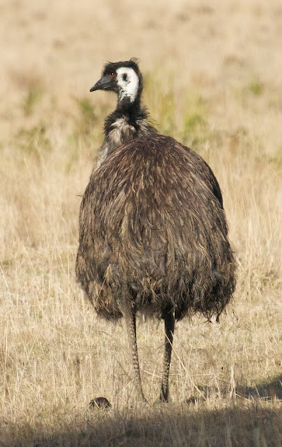 Emu (Dromaius novaehollandiae) 