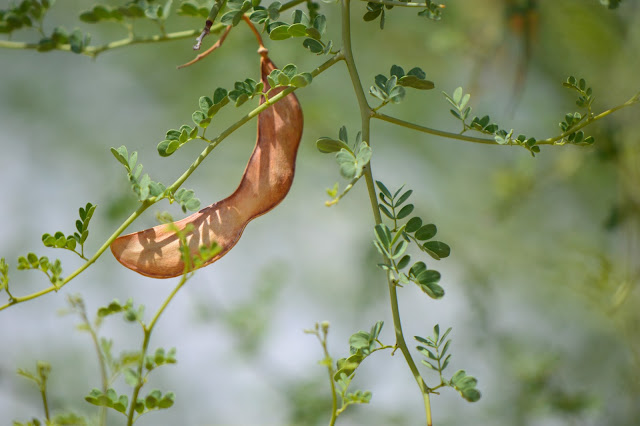 Parkinsonia florida, tree following meme