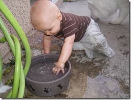 dog water