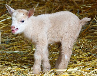 Goat kid with blue eyes