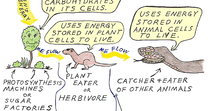Sandwalk: Where Do Organisms Get Their Energy?