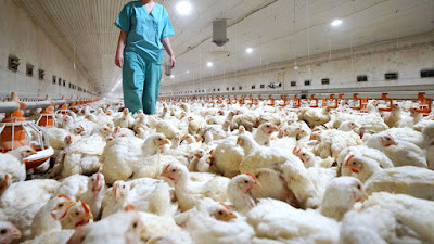 RUSIA DETECTA CASOS DE GRIPE AVIAR H5N8 EN HUMANOS