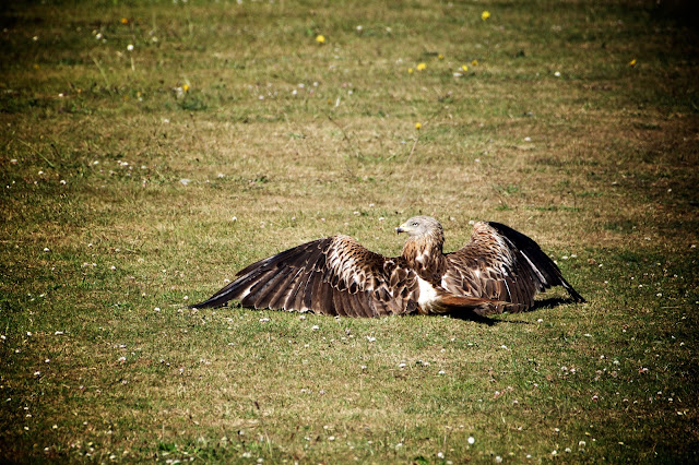 Red Kite (Milvus milvus)  - Ashutosh Jhureley