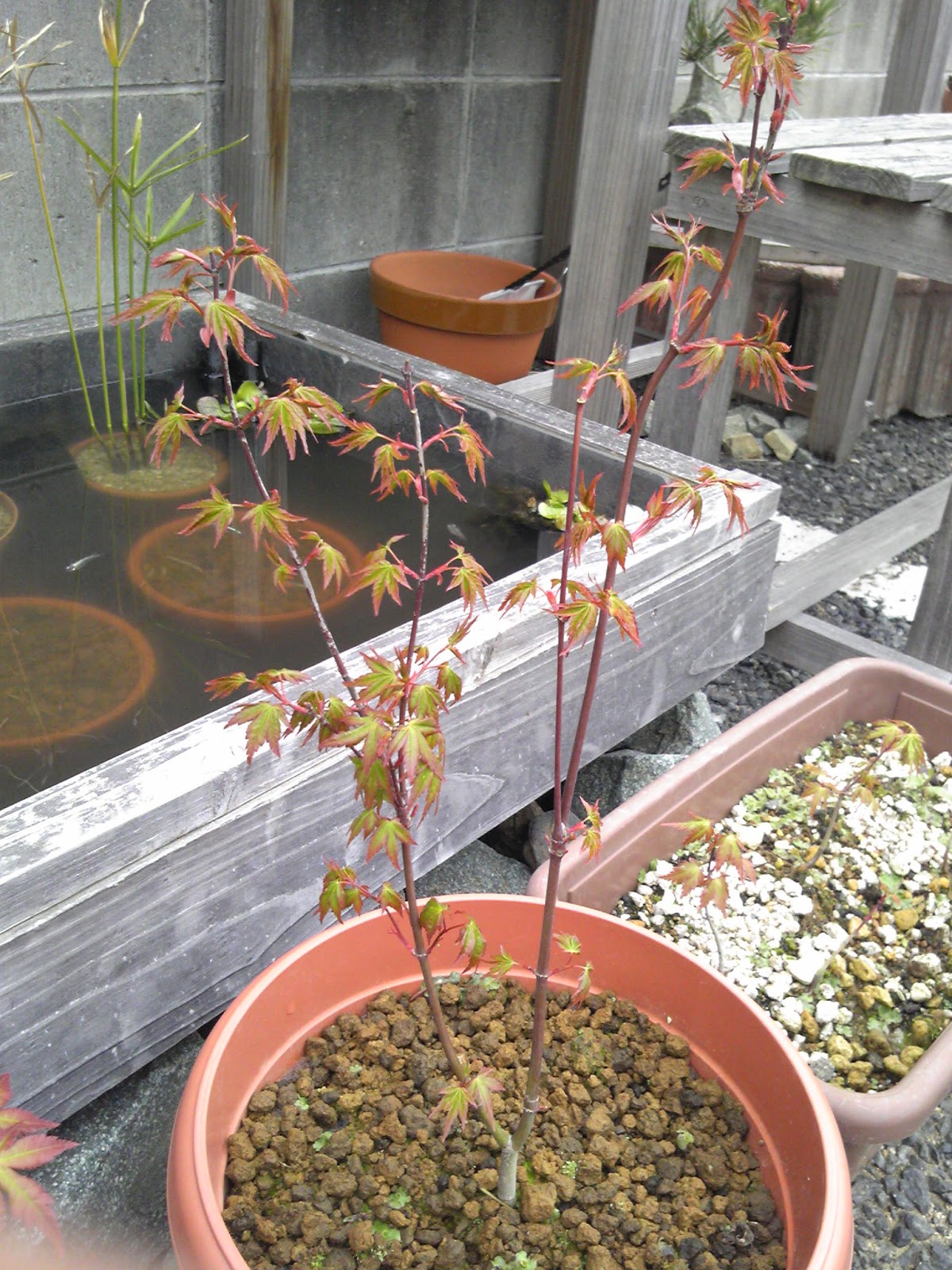 もみじの育て方 芽かき 剪定 針金掛け 春が来る前にするべきこと メダカの大工 もみじの育て方 芽かき 剪定 針金掛け 春が来る前にするべきこと メダカの大工