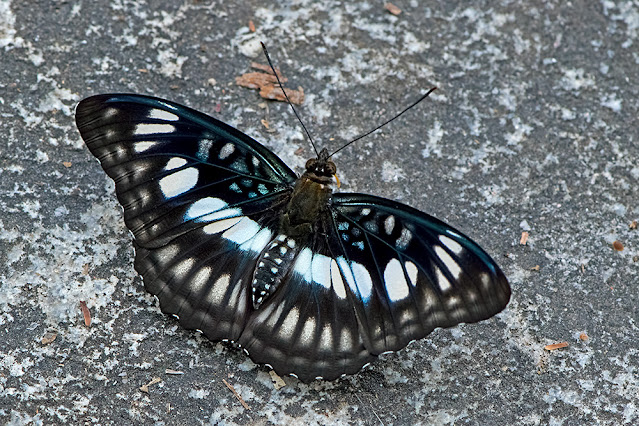 Athyma ranga