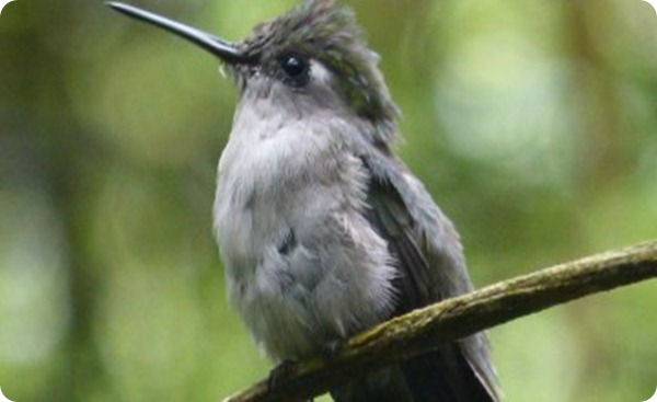 reserva-natural-estricta-san-antonio1