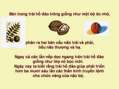 Trái hồ đào tốt cho hệ thần kinh Trái hồ đào tốt cho hệ thần kinh
