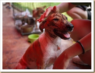 adoption tigger (2)