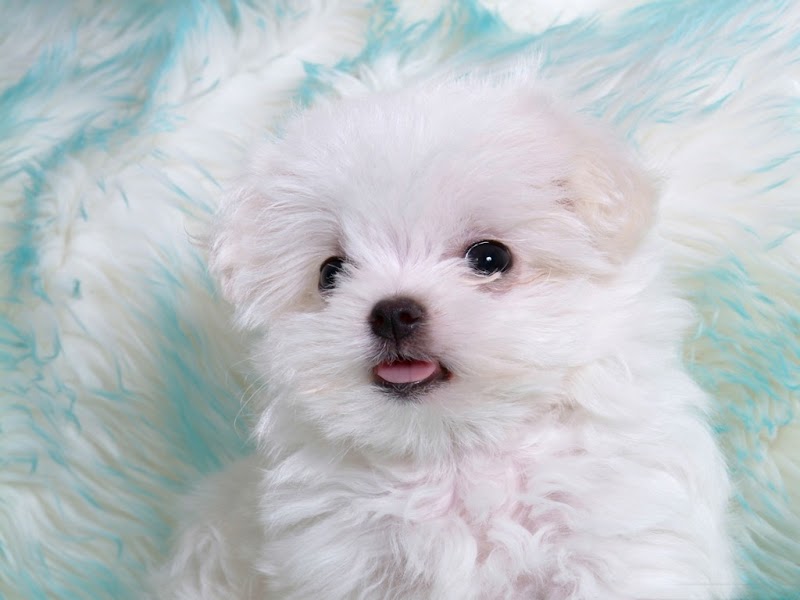 Ide Populer Cute Dog White Backround